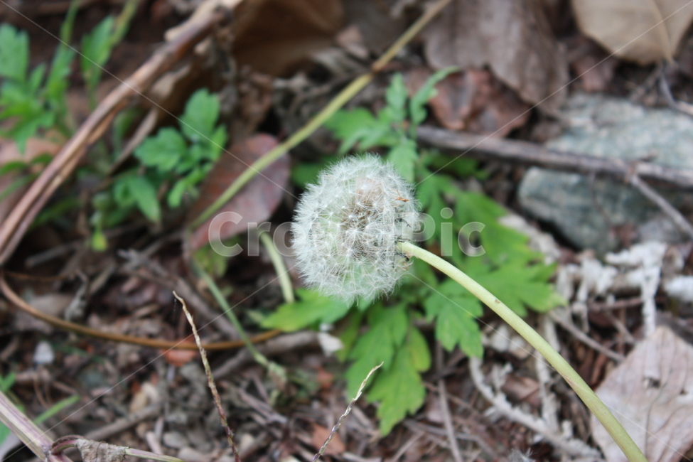 plant,식물,flower,blossom,꽃,식물,자연,plants,nature