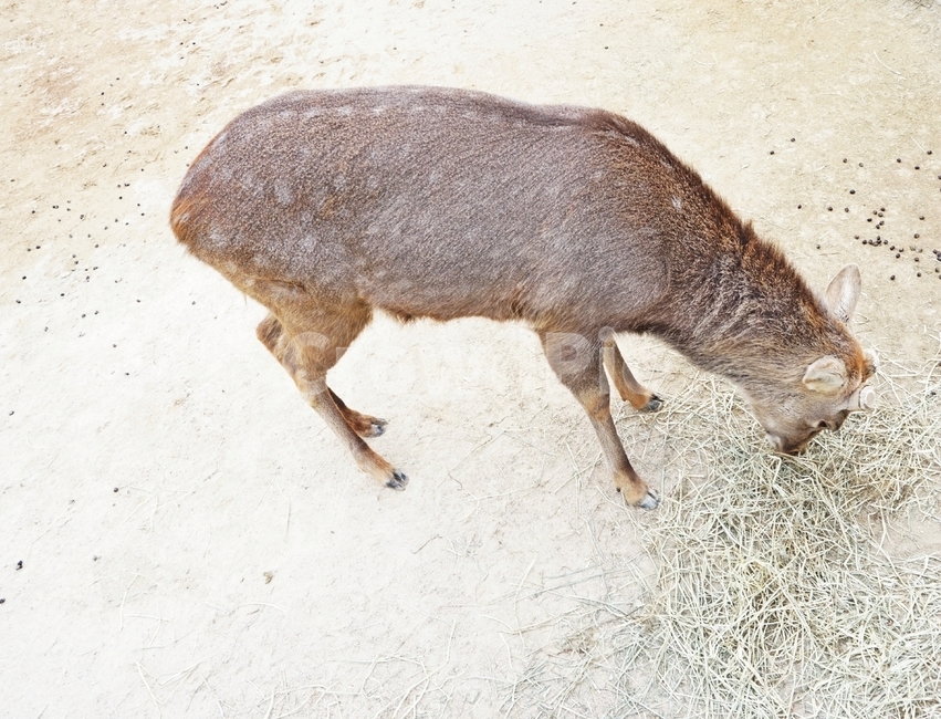 동물,초식,포유류,사슴,animal,grazing,nature,동물보호,동물원,park,animalpark,동물,animal,포유류,mammal