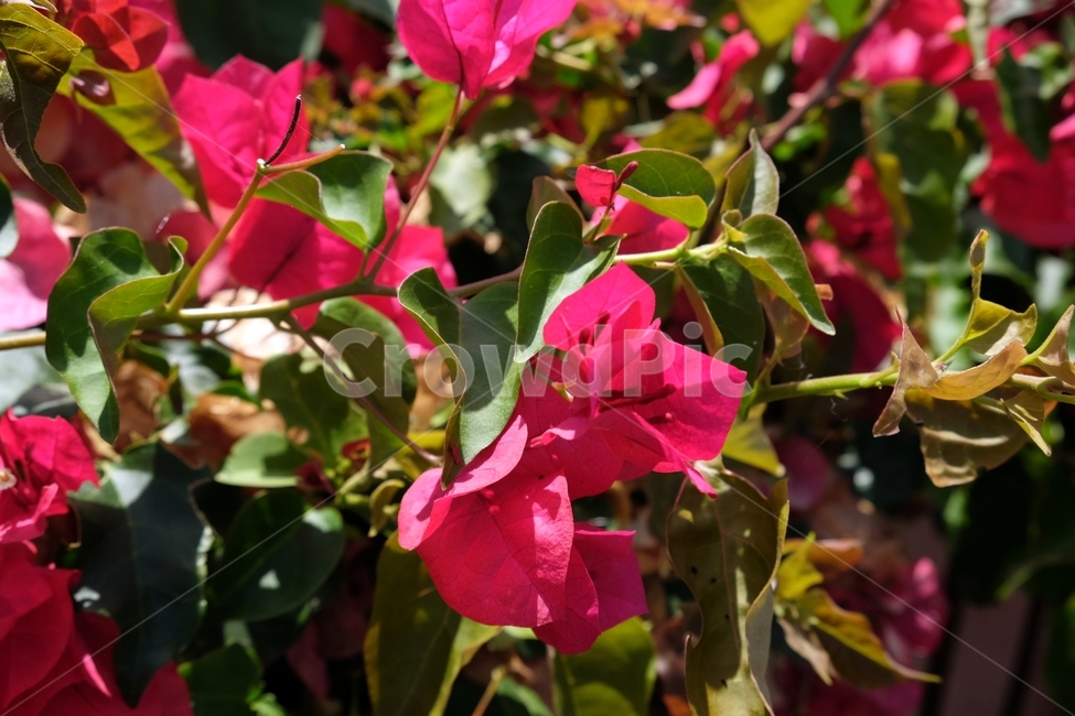 핑크,꽃,식물,flower,나무,식물,자연,plants,nature,꽃,flower