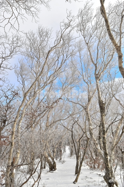 태백산,설경,상고대,눈꽃,풍경,겨울,겨울왕국,서리꽃,눈,천제단,자연,스포츠,등산,산행,nature,snow,설국,겨울풍경,느낌,아름다운,신비로운,경이로운,다큐,필,디자인,힐링,명산,국립공원,순백,landscape,winter,season,영산,겨울,계절,winter,season,자연,풍경,nature,landscape,한국자연풍경,한국자연경관,korea nature landscape,식물,plants,나무,trees,wood,plant,tree,outdoors,옥외