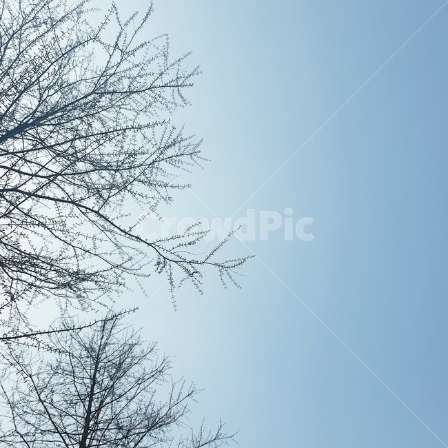 하늘,나무,가지,겨울,sky,tree