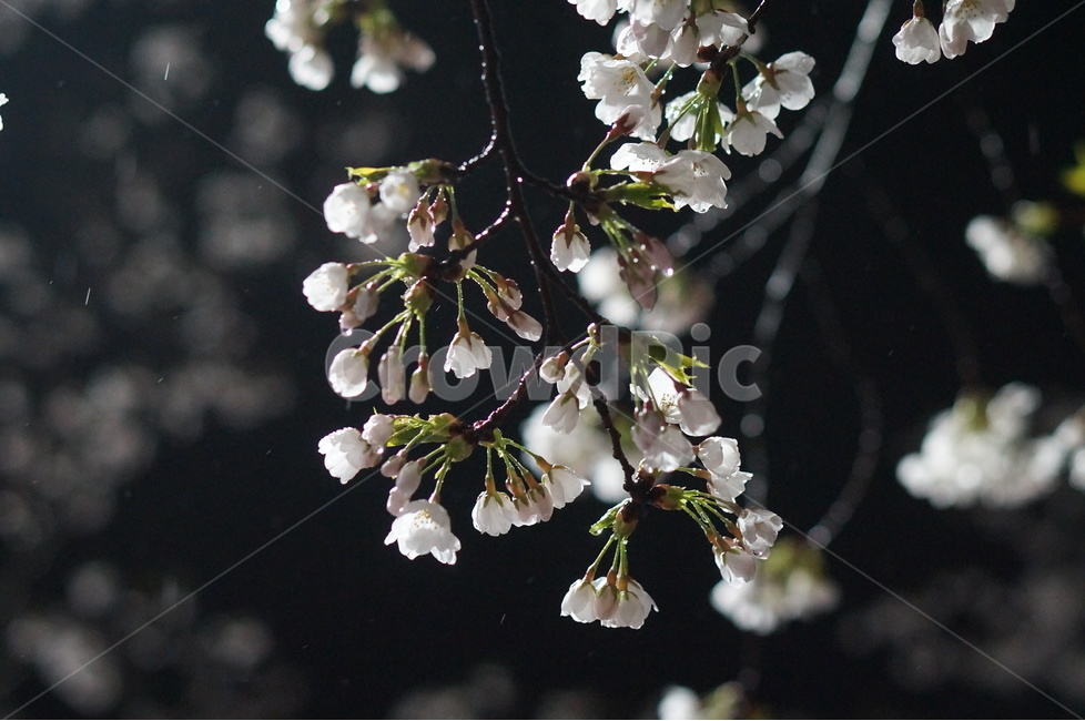 벚꽃,야경,밤,흰색,풍경,봄,봄,계절,spring,season,야경,밤,풍경,nightscape,night,landscape,식물,자연,plants,nature,꽃,flower,plant,blossom,cherry blossom
