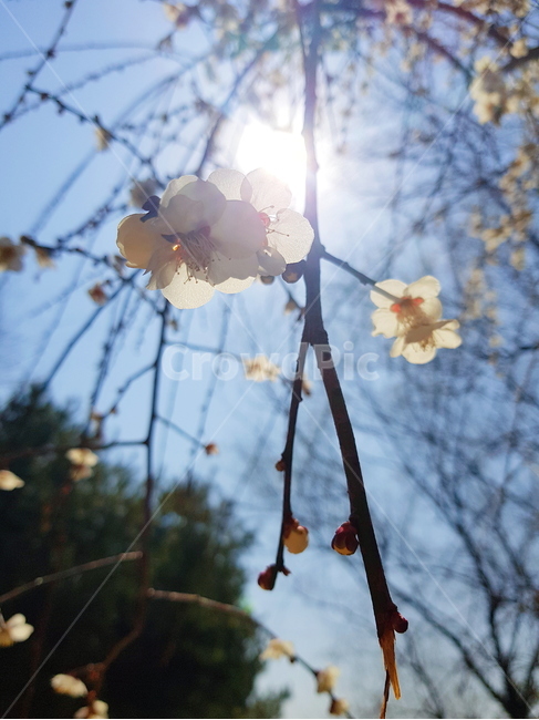 봄,매화,벚꽃,매실꽃,봄꽃,봄,계절,spring,season,nature,자연,light,빛,flare,플레어,outdoors,옥외,ice,빙
