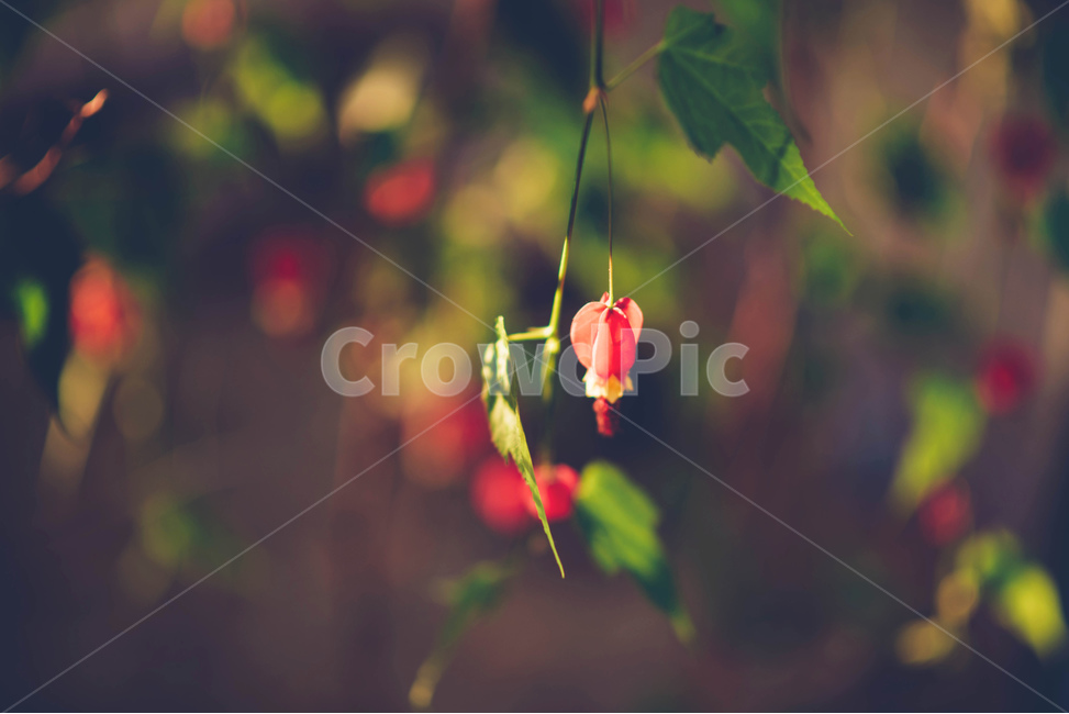 식물,꽃,plant,금낭화,flower,풀떼기,풀,식물,자연,plants,nature,꽃,flower,감성,sensible,feeling