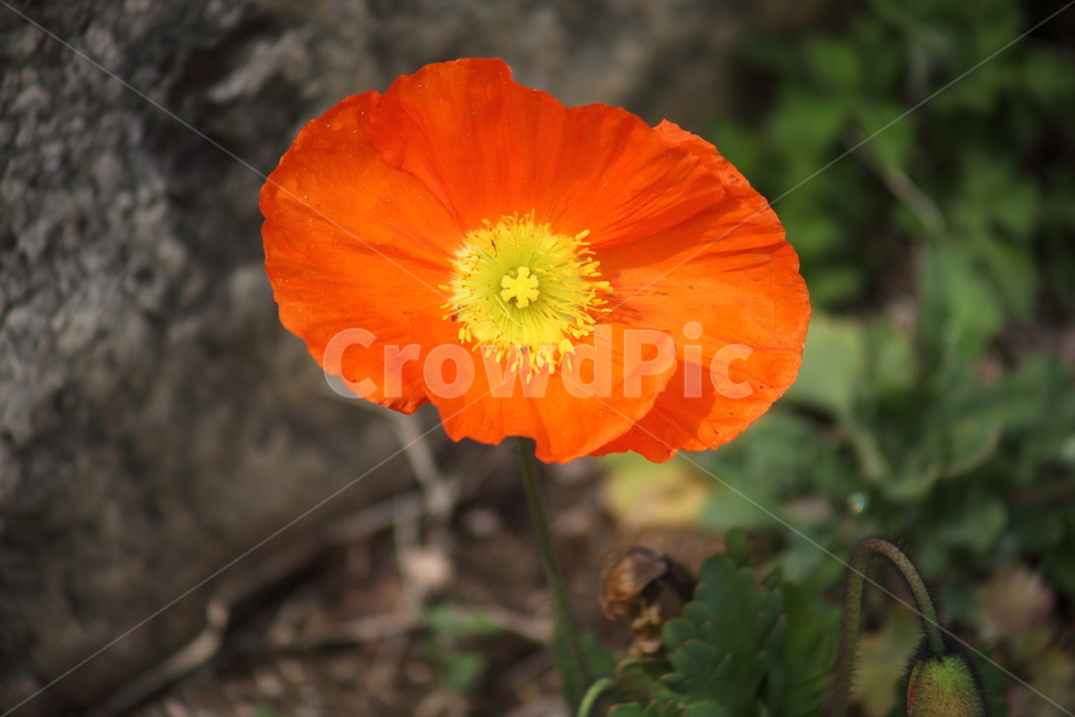 양귀비,꽃,꽃양귀비,조경용,poppy,식물,자연,plants,nature,꽃,flower