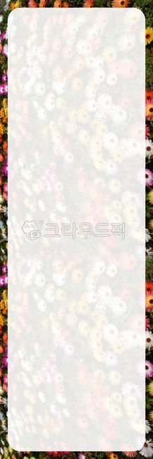 디자인,배너디자인,현수막디자인,배너,현수막,배너출력,현수막출력,세로현수막,실사출력,출력,배경,식물,꽃,꽃잎,꽃밭,풀,리빙스톤데이지,플로랄디자인,floraldesign,미술,art,pattern,무늬