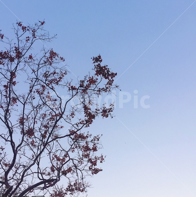 가을,하늘,빨간잎,낙엽,풍경,가을,계절,fall,autumn,season,식물,자연,plants,nature,나무,trees,wood