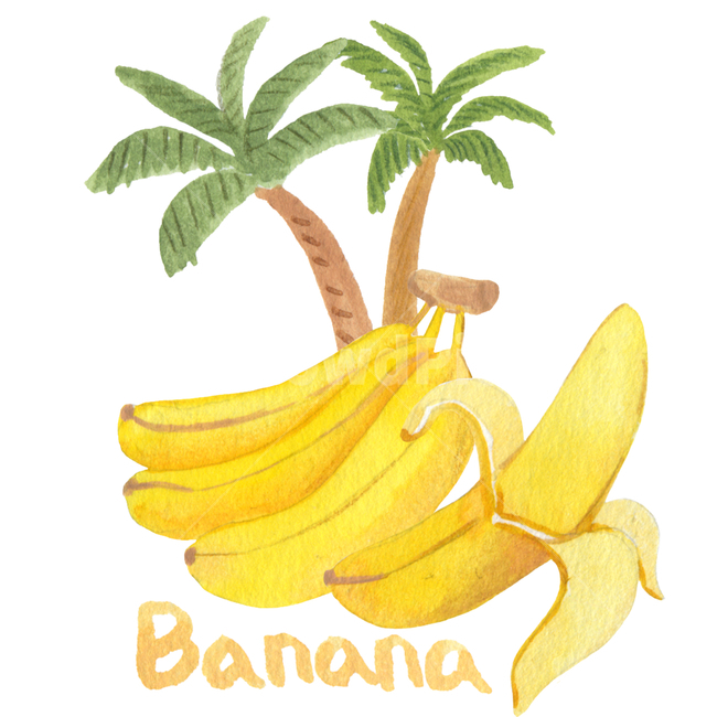 banana,handwork,fruit,palm,food,palm tree,dessert,plant,illustration,tropical fruit,Watercolor