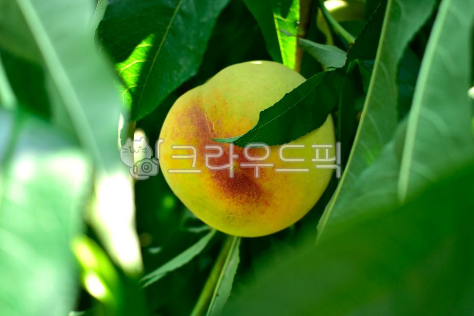 peach tree,orchard,peach leaf,ripening,fruit,plant,peach