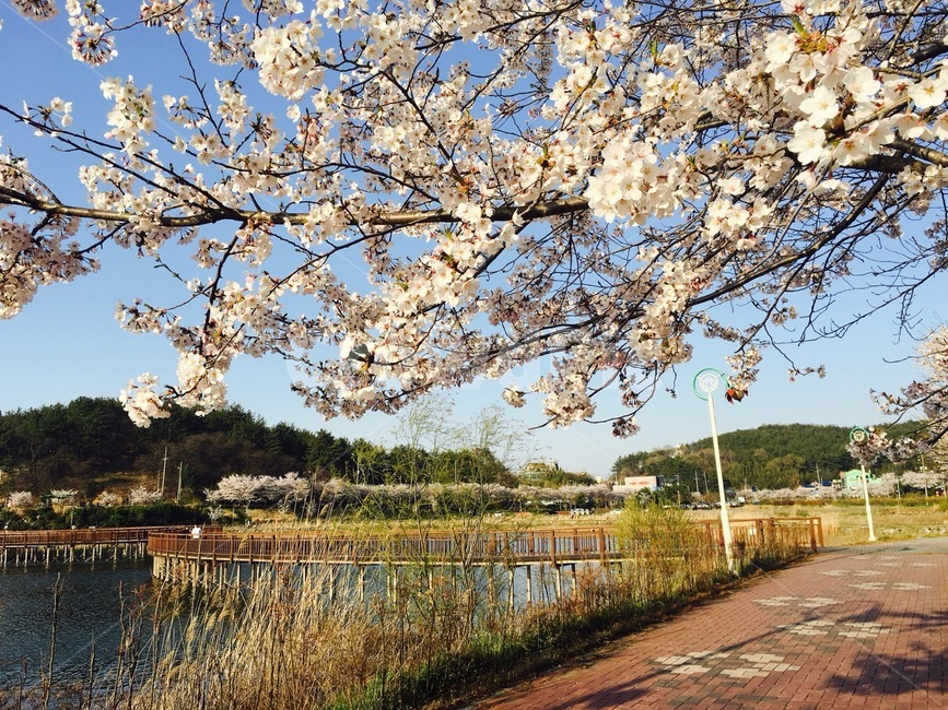 cherry blossom tree,lakeside,Dullegil,Panorama,cherry blossom road
