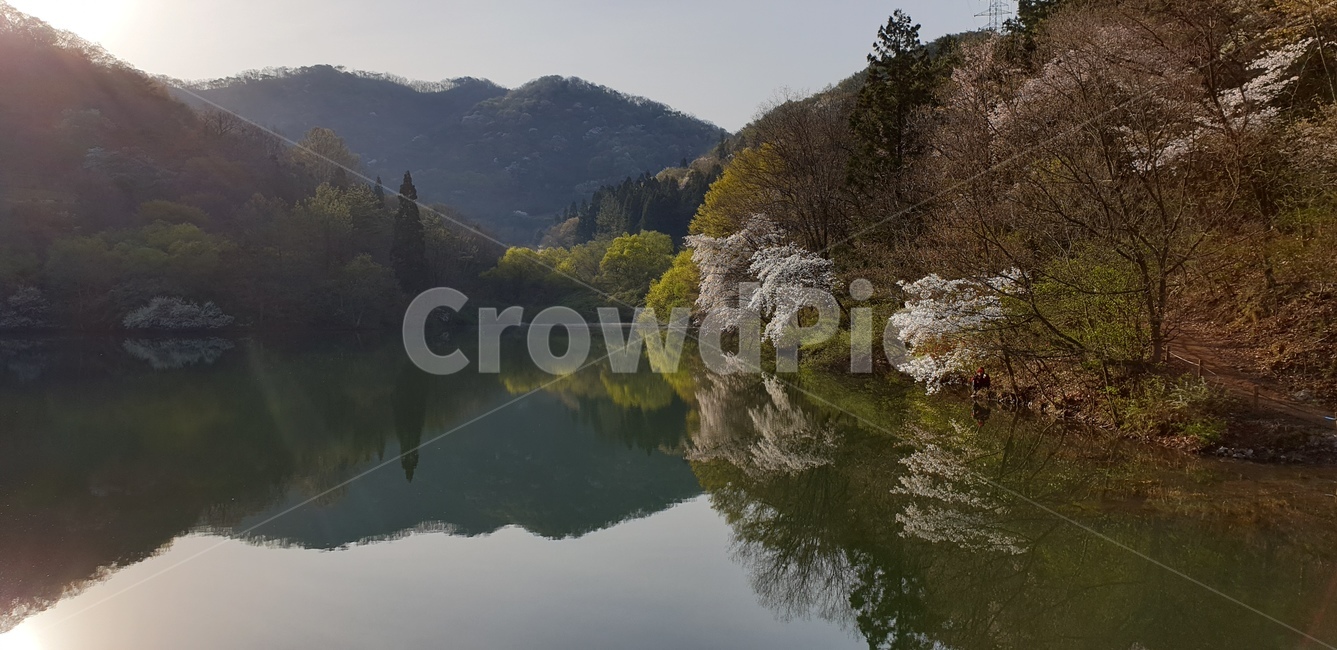 세량지,벗꽃,봄풍경,호수,자연,자연,풍경,nature,landscape,한국자연풍경,한국자연경관,korea nature landscape,outdoors,옥외,abies,아비,tree,나무,plant,식물,fir,전나무,water,물