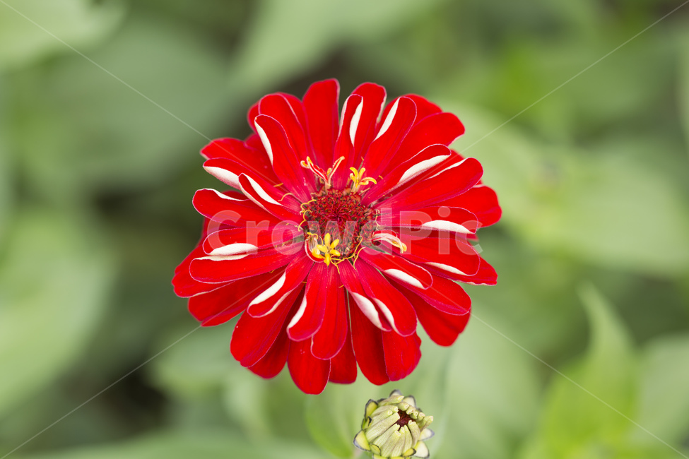 백일홍,꽃,백일홍꽃,백일초,식물,자연,가을,계절,레드,식물,자연,plants,nature,꽃,flower