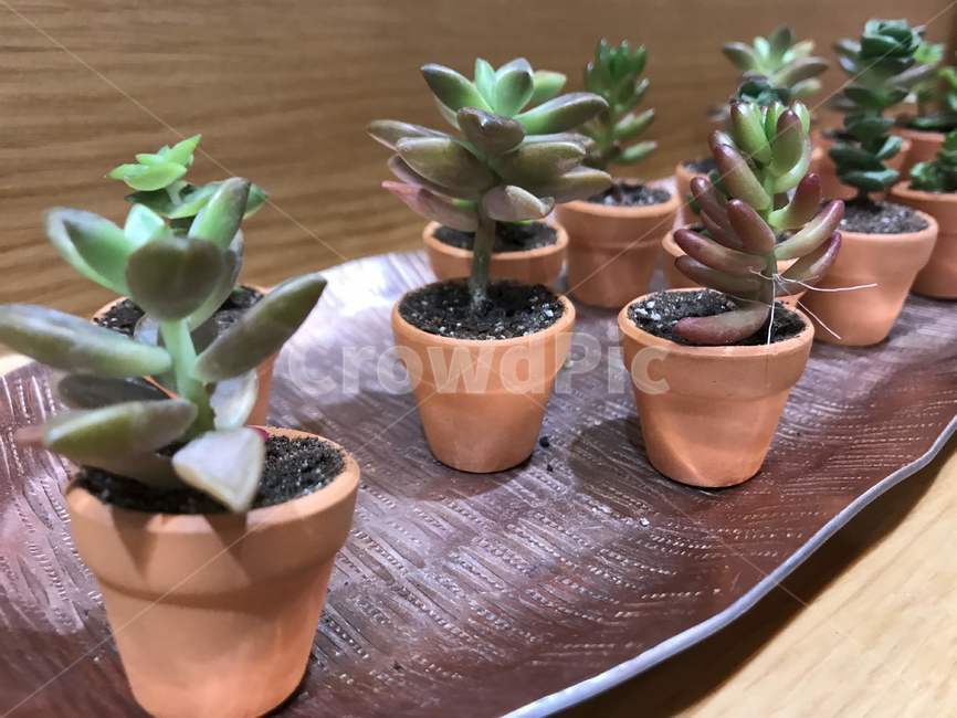 다육식물,다육이,화분,식물,식물원