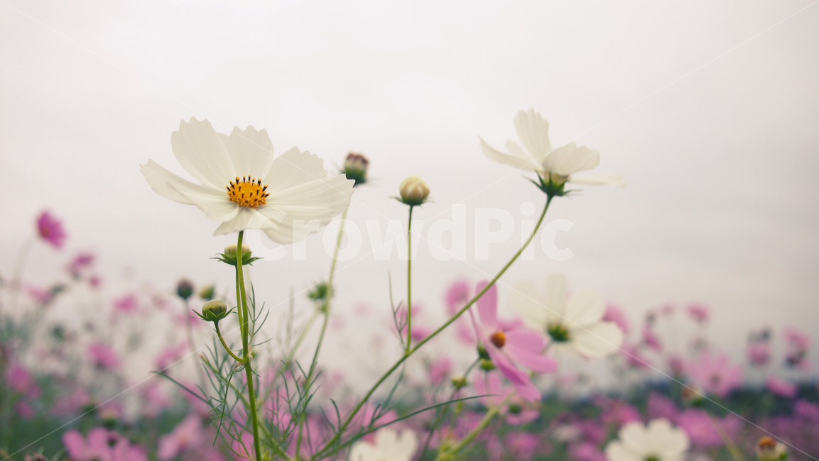 해바라기,가을꽃,cosmos,코스모스,꽃밭,꽃봉우리,가을,가을,계절,fall,autumn,season,식물,자연,plants,nature,꽃,flower,감성,sensible,feeling,plant,blossom,daisy,데이지,daisies