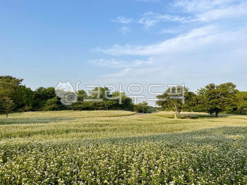 buckwheat flower,sky,blue sky,white flower,nature,Jeju,tree,jeju island,Buckwheat flower field,Jeju buckwheat field,Buckwheat Village,grassland,Field,Jeju scenery,buckwheat,Farm,buckwheat field