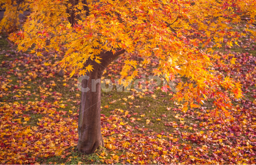가을,낙엽,단풍,공원,나무,계절,감성,가을,계절,fall,autumn,season,식물,자연,plants,nature,나무,trees,wood,leaf,잎,plant,tree,maple