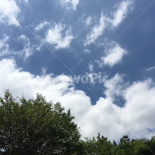 자연,풍경,하늘,나무,숲,nature,green,sky,tree,light,빛,scenary,landscape,자연,풍경,nature,landscape,outdoors,옥외,weather,날씨,cloud,구름