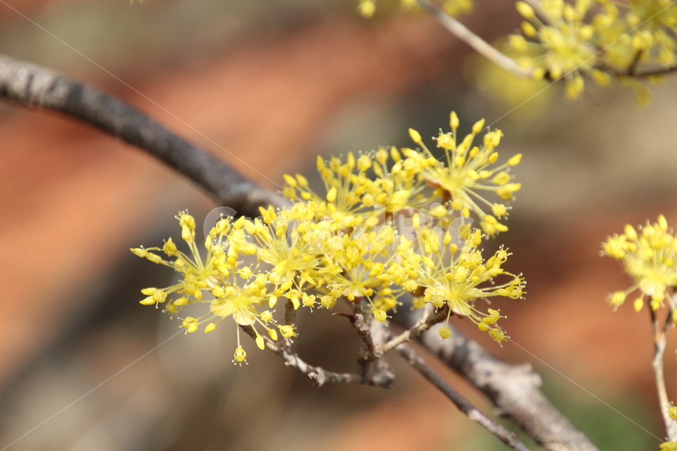 산수유,꽃,층층나무,식물,구례산수유축제,봄,계절,spring,season,식물,자연,plants,nature,꽃,flower,plant