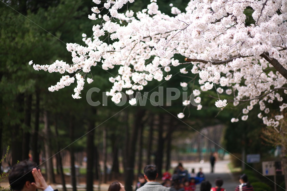 plant,식물,flower,꽃,blossom,벚꽃,봄,식물,자연,plants,nature,꽃,flower