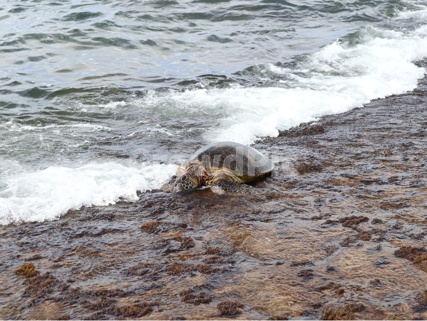 터틀,turtle,animal,동물,sealife,해양생물,nature,자연,water,물,ocean,대양,sea,바다,거북이,터틀비치,파충류,양서류,reptile,amphibian