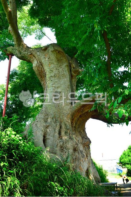 느티나무,노거수,보호수,나무,천연기념물