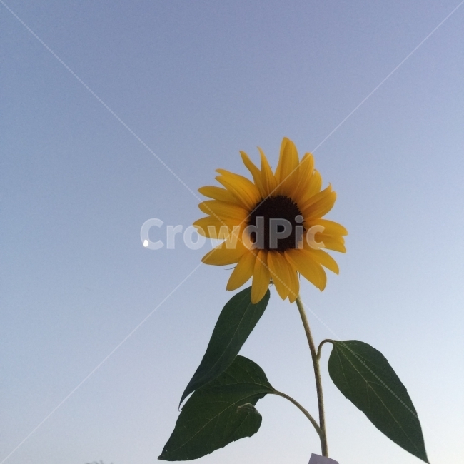 해바라기,꽃,하늘,달,자연,식물,자연,plants,nature,꽃,flower