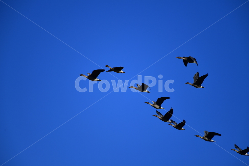 animal,동물,flock,대군,bird,새,동물,animal,조류,새,birds