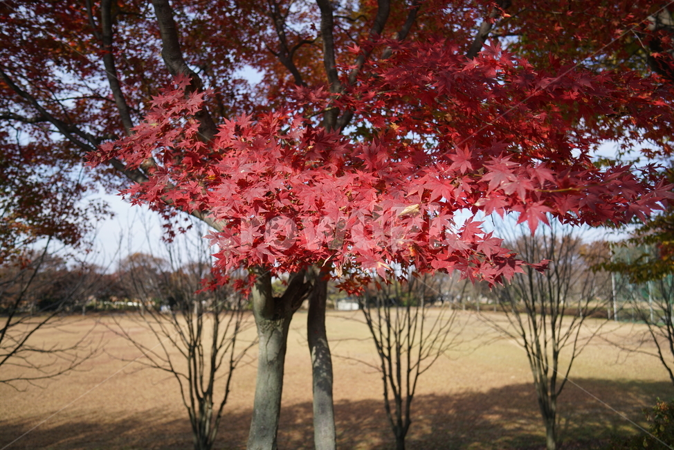 단풍나무,단풍잎,가을단풍,maple,단풍,leaf,잎,plant,식물,tree,나무,가을,계절,fall,autumn,season,식물,자연,plants,nature,나무,trees,wood