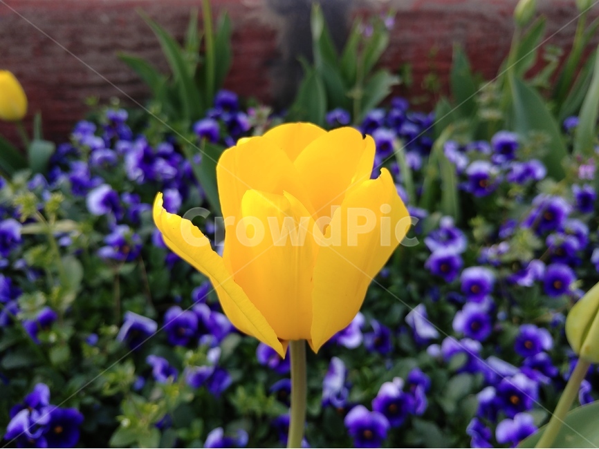 꽃,튜울립,튤립,노란튤립,노란색,식물,자연,plants,nature,꽃,flower