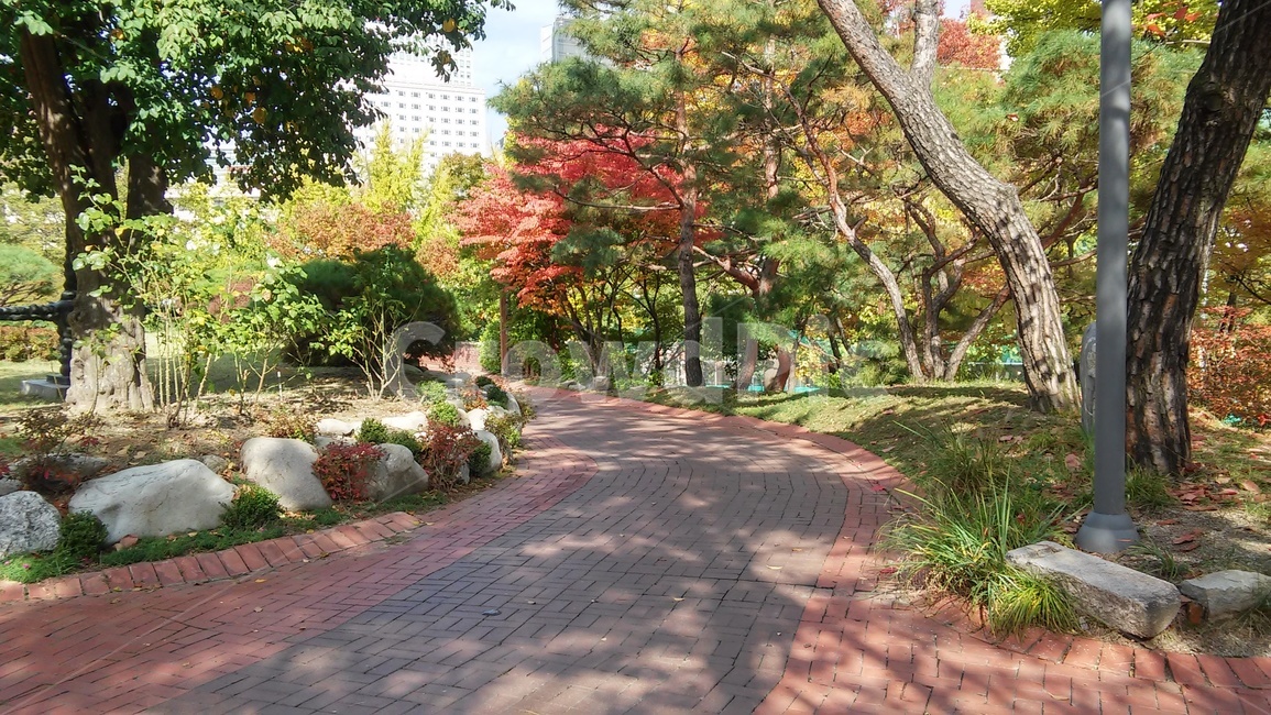 나무길,길,나무,돌,돌나무길,가을,계절,fall,autumn,season,자연,풍경,nature,landscape,tree,plant,식물,leaf,잎