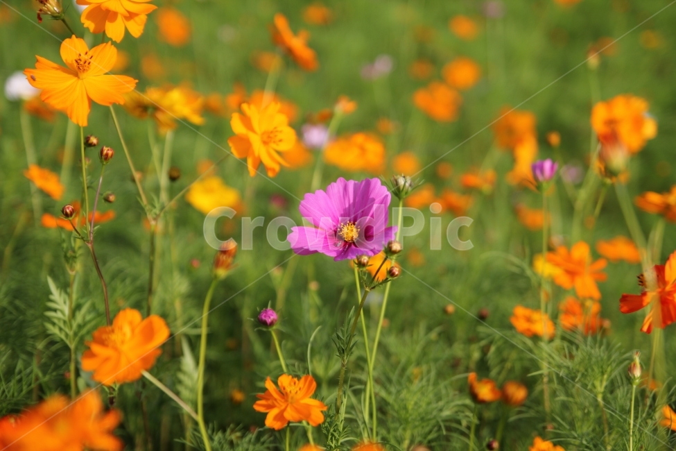 코스모스,가을,꽃,꽃잎,꽃밭,가을,계절,fall,autumn,season,식물,자연,plants,nature,꽃,flower,plant,geranium,제라늄,blossom,petal