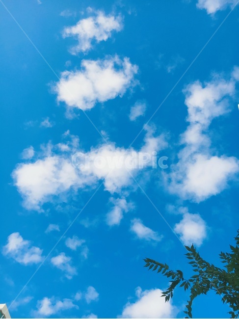 sky,cloud,blue sky,green,blue,nature,tree,leaf