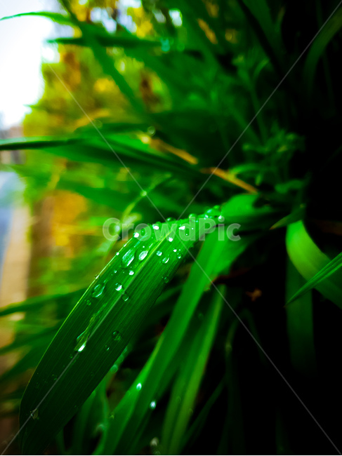 이슬,비이슬,풀,녹색,비,dew,아침이슬,파릇파릇,생기,자연,rain,식물,자연,plants,nature