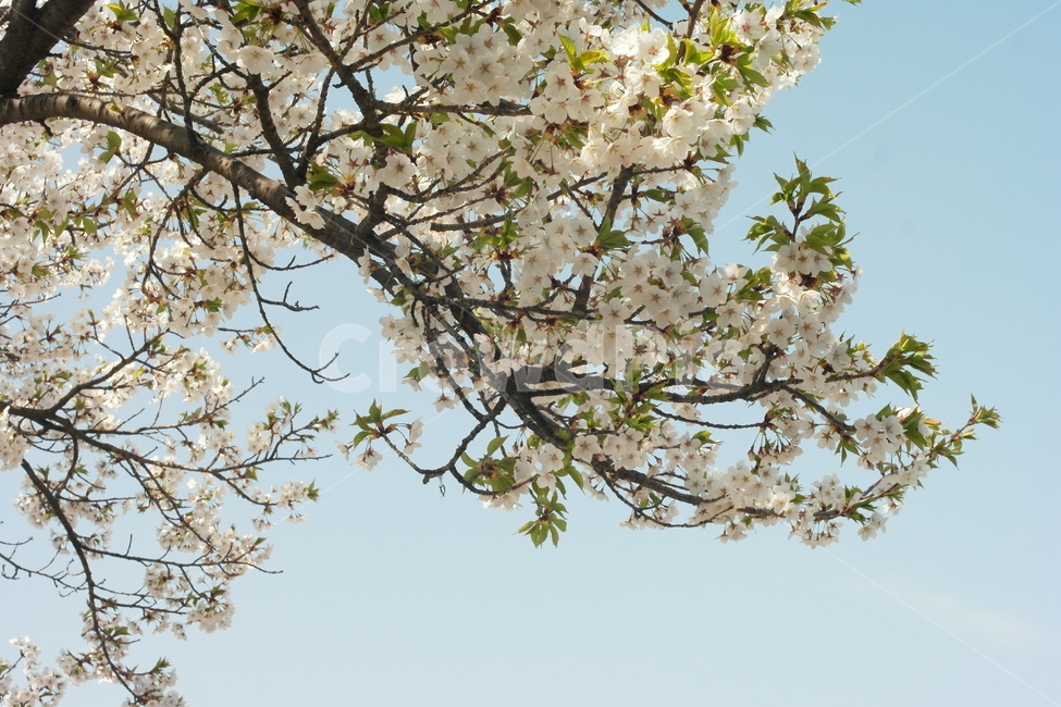 벚꽃,봄,푸른,하늘,푸릇,감성,배경,봄,계절,spring,season,식물,자연,plants,nature,꽃,flower,plant,blossom