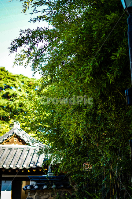 잎,나무,숲,차가움,분명함,자연,풍경,nature,landscape,outdoors,옥외,building,건물