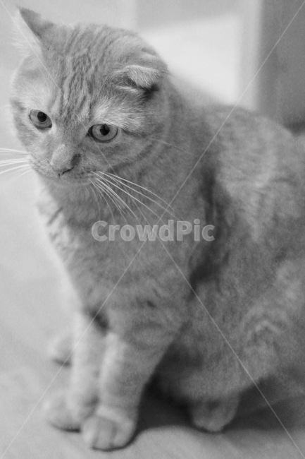 고양이,실내,동물,귀여운,치즈냥,동글,스코티쉬폴드,장화신은고양이,동물,animal,포유류,mammal,고양이,cat,kitten,kitty,흑백,모노톤,monochrome,black and white