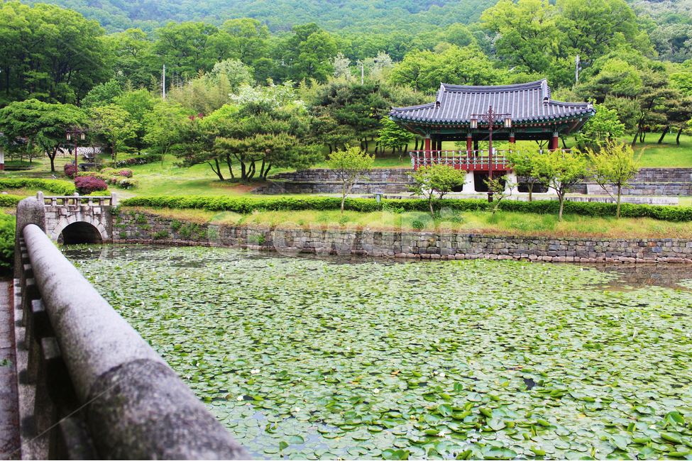 연못,연꽃,연잎,기와,한국,전통,자연,풍경,nature,landscape,한국자연풍경,한국자연경관,korea nature landscape,한국전통,한국문화,korean traditional,korean culture