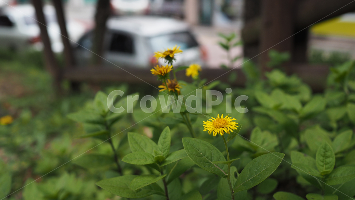 야생화,꽃,야생식물,wildflower,flower,식물,자연,plants,nature,꽃,flower