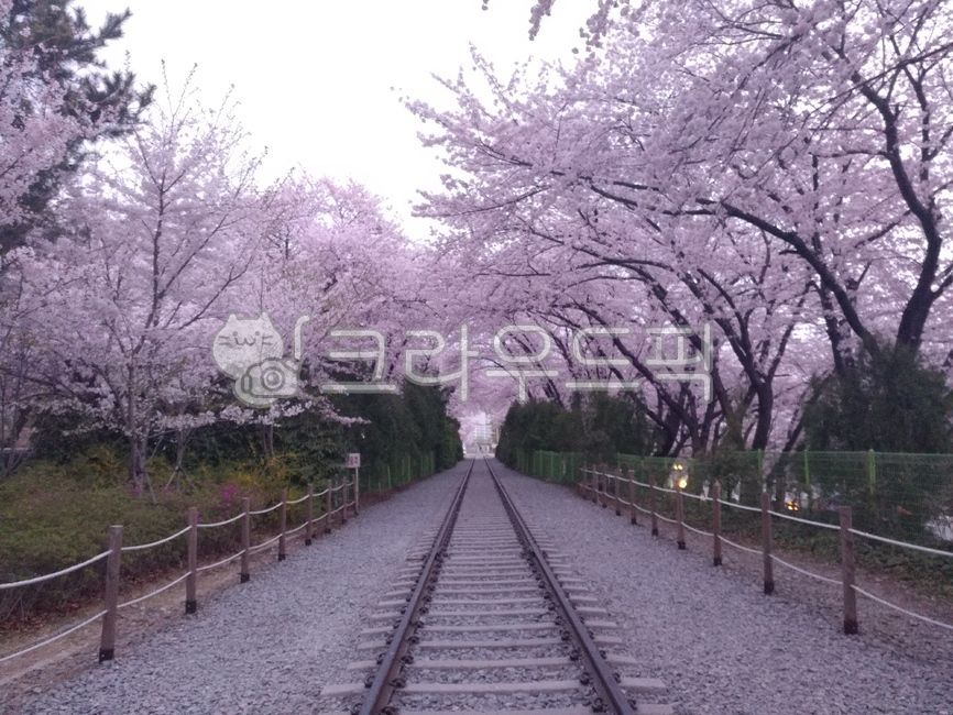 진해, 군항제, 벚꽃, 진해벚꽃축제, 기찻길, 사진,이미지,일러스트,캘리그라피 - kenzy작가