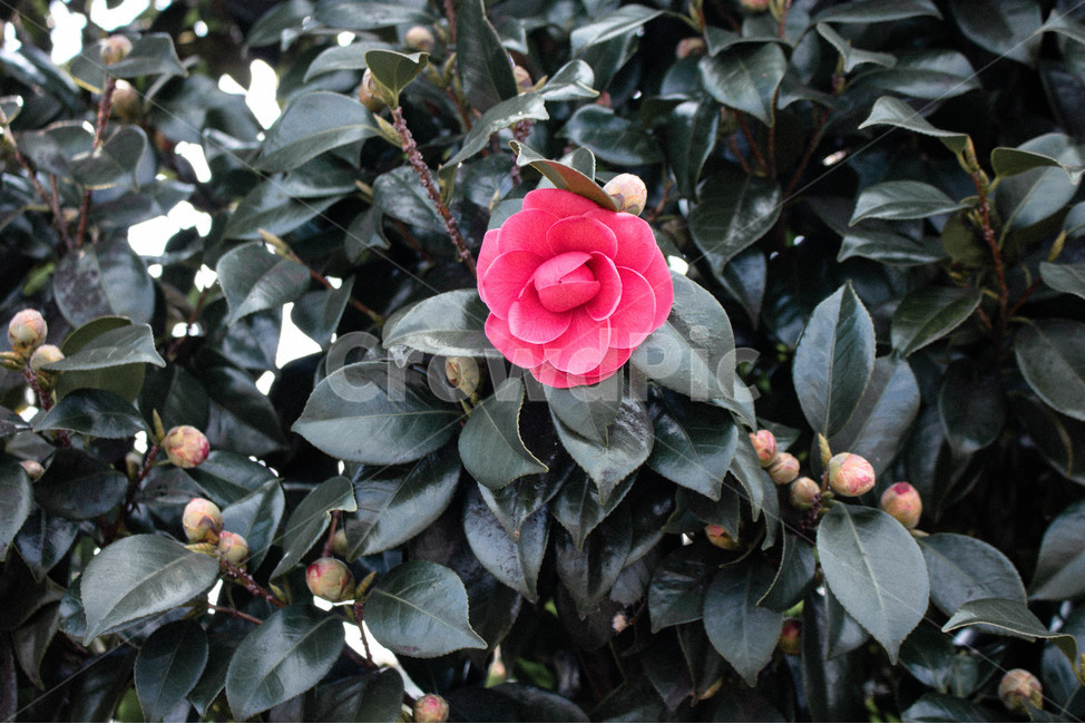 동백,동백나무,분홍색,꽃,식물,식물,자연,plants,nature,꽃,flower