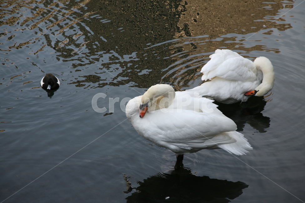 새,오리,거위,검정색,흰색,대비,대조,물,강,시내,동물,animal,조류,새,birds