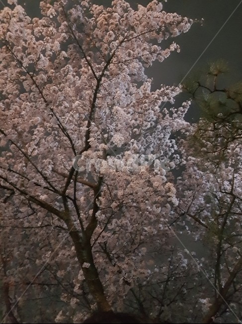벚꽃,나무,자연,아름다운,힐링