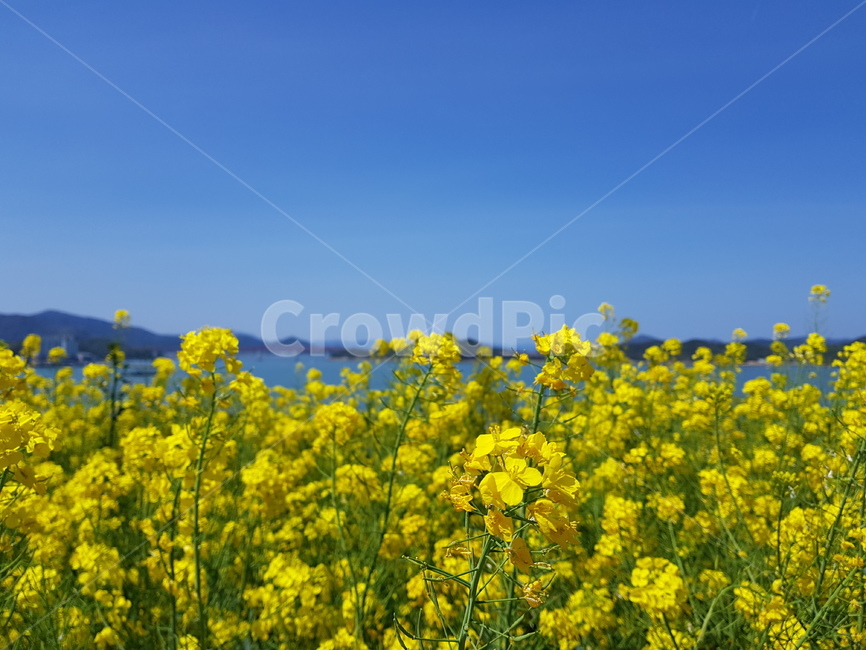 바다,유채꽃,바다풍경,꽃배경,flower