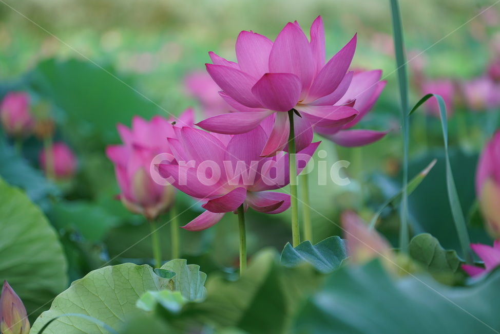 연꽃,lotus,수생식물,식물,연못,수련