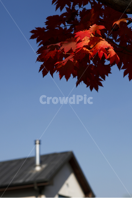 단풍,가을,빛,구성,청명,가을,계절,fall,autumn,season,식물,자연,plants,nature,leaf,잎,plant,tree,나무