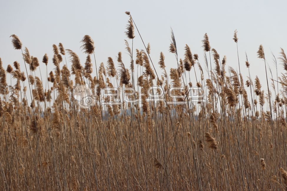 plant, 식물, 갈대, 갈대밭, 갈대꽃, 사진,이미지,일러스트,캘리그라피 - 포토제이작가