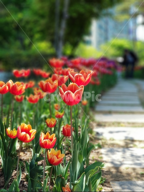 빨강색,튤립,꽃,산책,red,yellow,flower