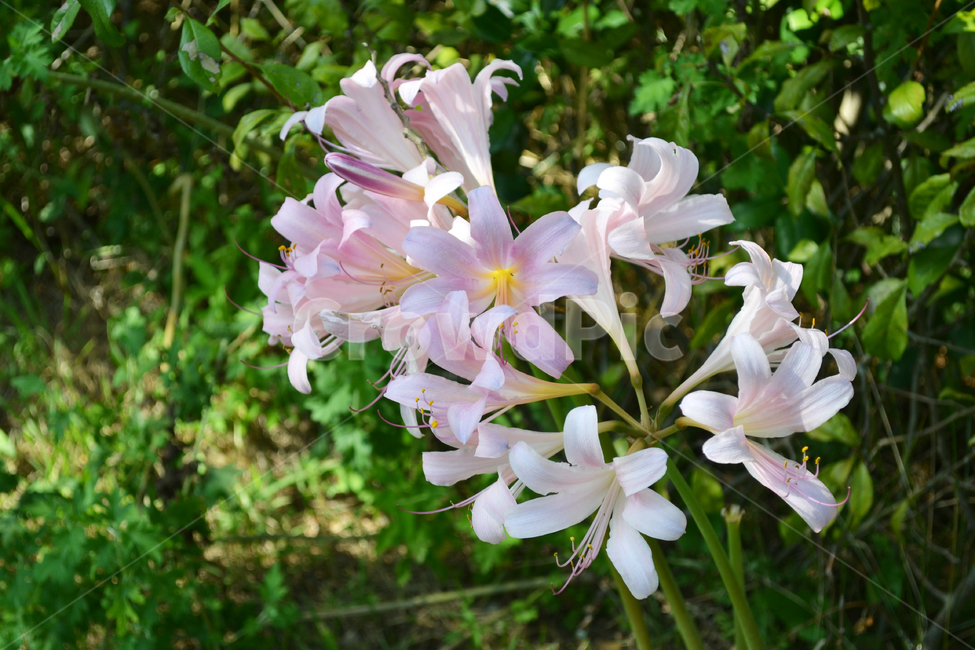 꽃,식물,자연,백합,릴리,lily,flower,식물,자연,plants,nature,꽃,flower