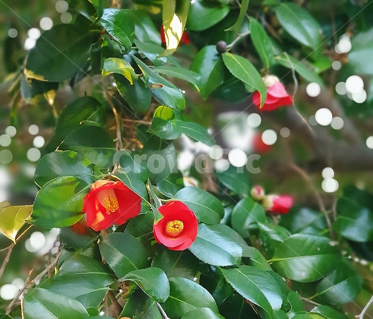 동백꽃,봄,꽃,식물,plant,flower