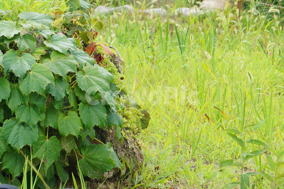 풀,푸름,잎사귀,여름,잡초,자연,풍경,nature,landscape,plant,식물,potted plant,화분,pottery,도기류,jar,항아리,vegetation,초목